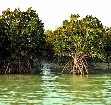 Резерват биосфере мангрова, станиште дрвећа укорењених у морској води