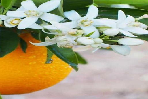 Дрво наранџе и његова улога у традицији и обичајима града Шираза