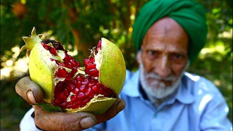 Месец абан, сезона нара у Јазду