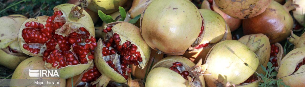 Месец абан, сезона нара у Јазду