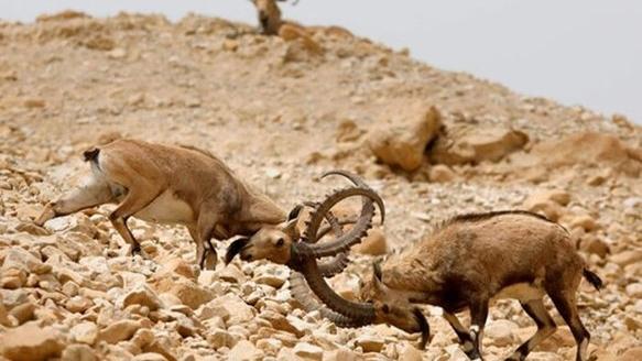 Резерват биосфере Гену, усамљена планина на југу Ирана